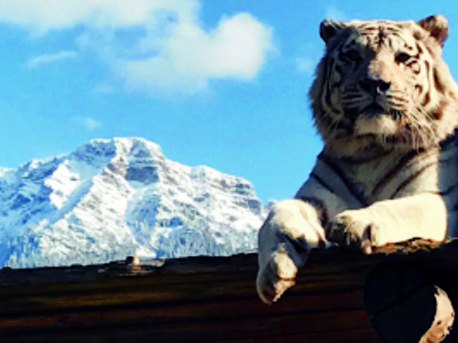 Weisser Zoo