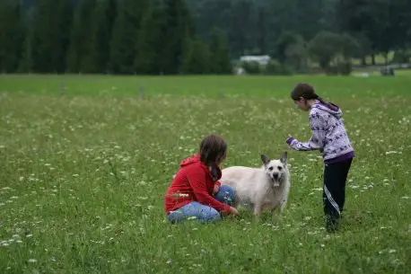 Campingplatz Haustiere